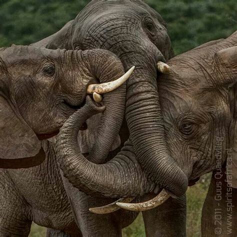 Elephant Hugs All About Elephants Elephants Never Forget Save The