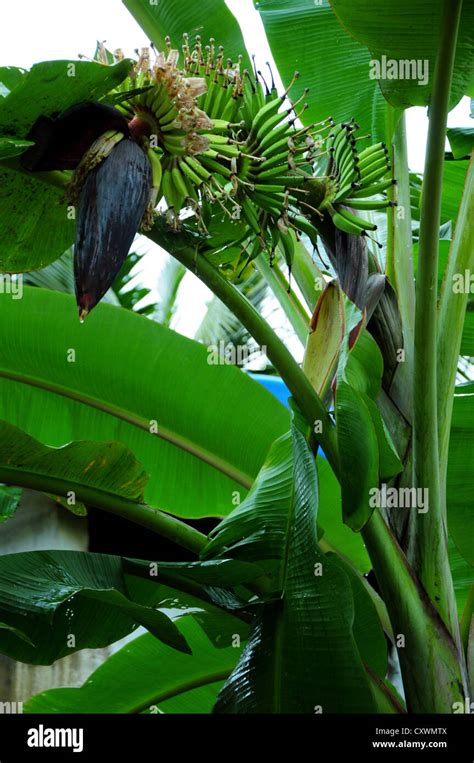 Top Of The Banana Plant Blooming Stage Stock Photo Alamy