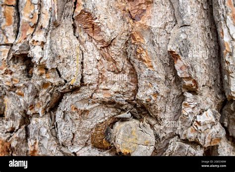 Old Tree Bark Background Or Texture Concept Stock Photo Alamy