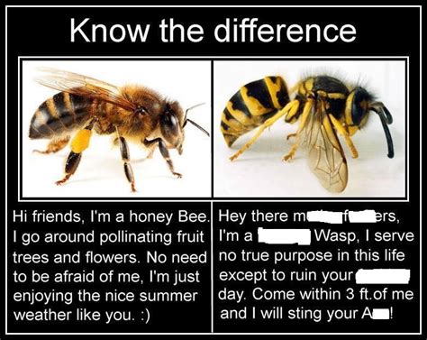 Bug Eric Bee Vs Wasp Memes Perpetuate Ignorance