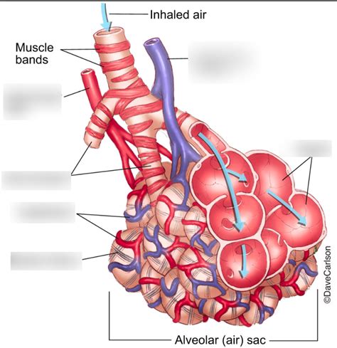 Respiratory Anatomy Alveoli Diagram Quizlet