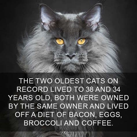 After being born, kittens display primary altriciality and are totally dependent on their mother for survival. 18 Amazing Cat Facts That You Probably Didn't Know - We ...