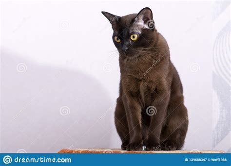 The original burmese, wong mau, was a deep walnut brown burmese cat. Brown Burmese Cat With Chocolate Fur Color And Yellow Eyes ...