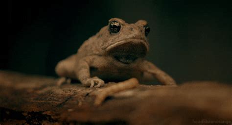 Bachelor Frog Gif Find Share On Giphy