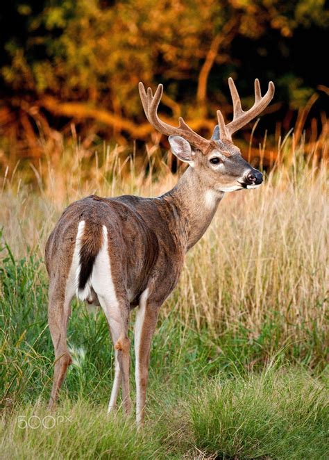 See more ideas about whitetail deer, deer, deer pictures. Whitetail Deer #whitetaildeerwallpaper # ...
