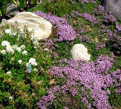 Creeping Thyme Information Tips For Growing Creeping Thyme Plants