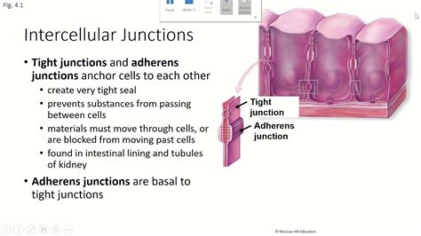 Animal cells and intercellular junctions. Ch4 Pt3, Tissues, Intercellular Junctions - YouTube