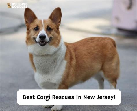 4 Best Corgi Rescues In New Jersey 2023 We Love Doodles