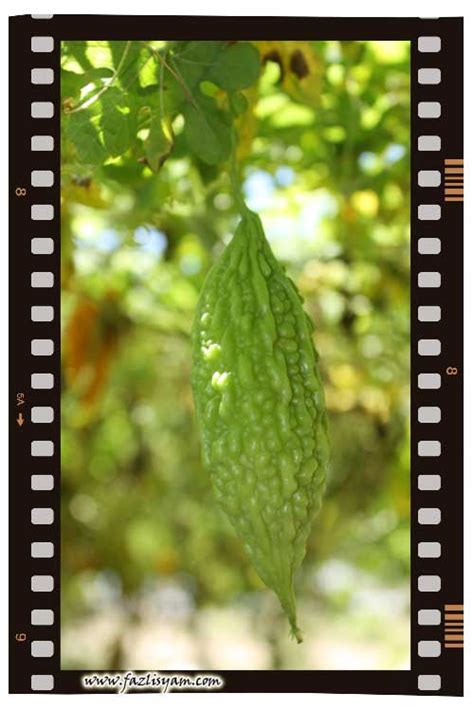 👉 ekstrak 100% dari buah peria. Peria Katak | Segalanya Tentang Tumbuhan...