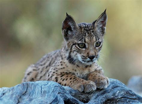 De Uitzetting Van Een Iberische Lynx