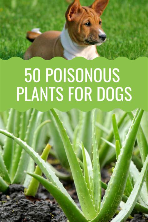 These ten flowers are safe for dogs, even though not exactly an ideal doggy snack. 50 Poisonous Plants For Dogs - Barking Royalty | Plants ...