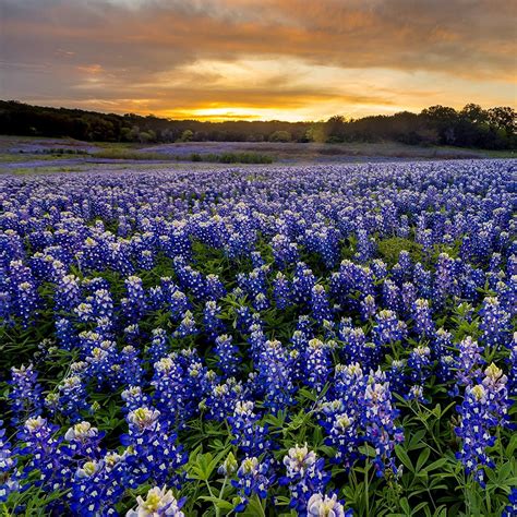 Purple Blue Bluebonnet Texas Wildflower Plant Flower Seeds Etsy
