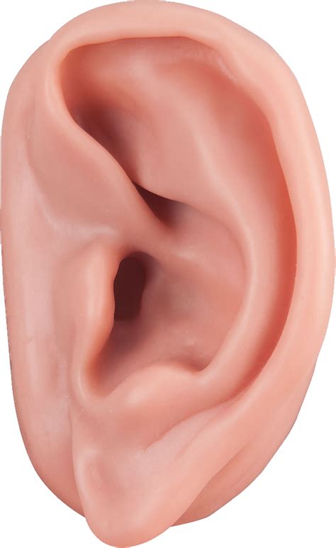 Download Ear Png Image For Free