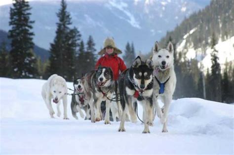 Dog Sledding Tourism Valemount