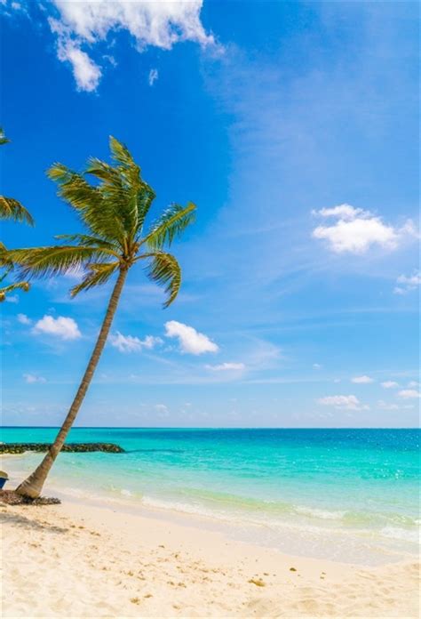 Laeacco Summer Seaside Beach Palm Tree Scenic Baby Photography