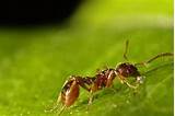 Photos of European Fire Ants