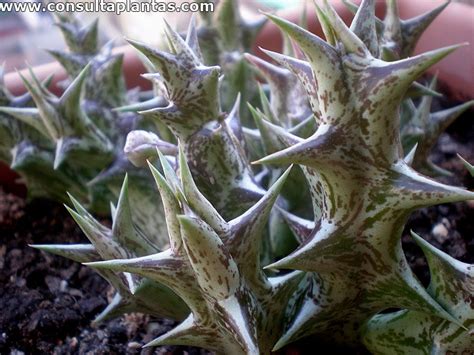 Caralluma Hesperidium O Caraluma Cuidados