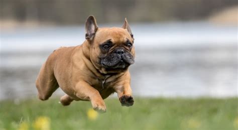 The french bulldog is known as the english bulldogs smaller cousin. 31 Cutest Small Dog Breeds That Are Best For Apartment