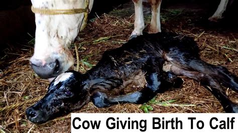 Calf Born Video 🐮 Cow Giving Birth To Lovely Female Calf In Dairy