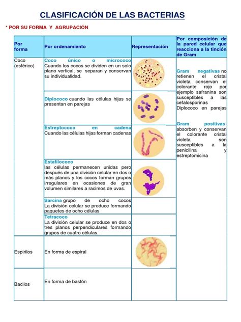 Clasificación De Las Bacterias Archivo Completo 2 Las Bacterias