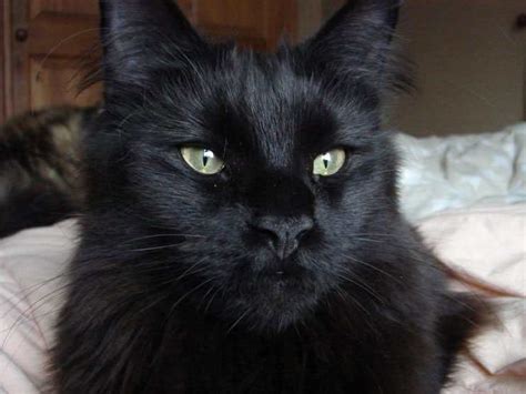 Black is a solid color. Black Maine Coon: The Ultimate Guide - Maine Coon Hawaii