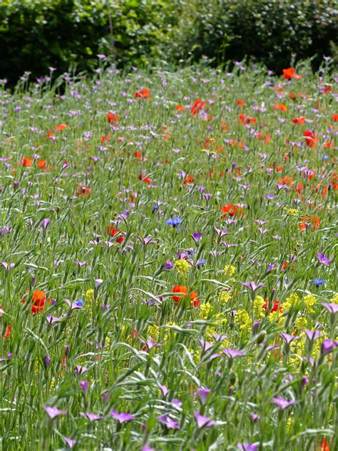 Cornfield Annuals Seed Mix Types Of Soil Cornfield Buy Seeds