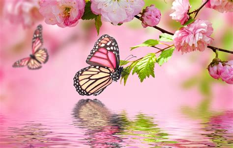 Wallpaper Water Butterfly Reflection Pink Spring