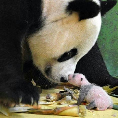 Moeder Panda Met Jong Animals And Pets Funny Animals Baby Pandas