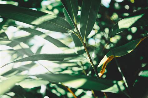 Free Images Tree Nature Grass Branch Light Sunlight Leaf