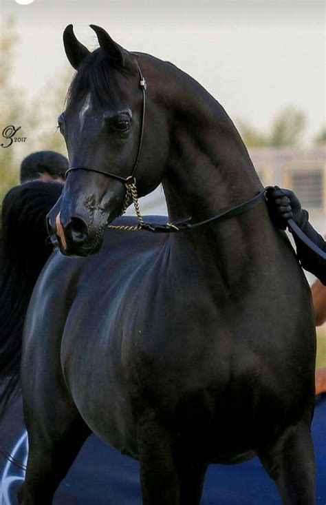 Beautiful Black Arabian Beautiful Arabian Horses Horses Most Beautiful Horses