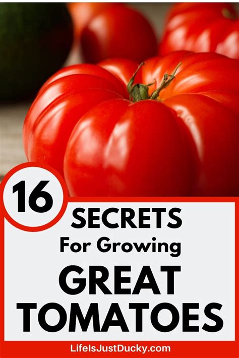 16 Secrets For Growing The Best Tomatoes How To Grow Awesome Tomatoes