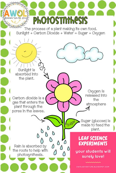 Photosynthesis For 5th Graders