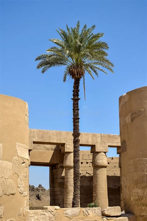 Palm Tree Among Ancient Egyptian Ruins Of The Complex Of Karnak Temple
