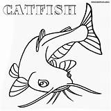 Catfish Drawing Fish Coloring Cat Getdrawings sketch template