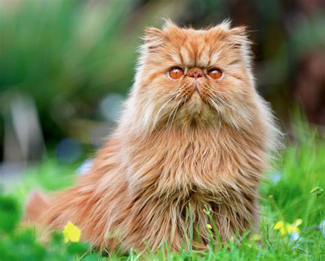 Pros Cons Different Cat Breeds Petful - Cute Homes | #10756