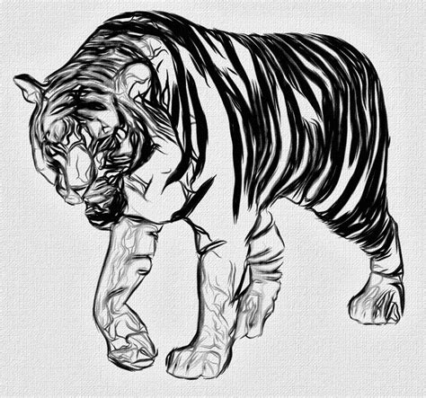 Tiger Tiger Illustrations Drawings Art Art Background Illustration