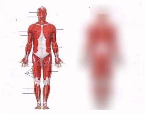 Field guide to the human body however, once you know that muscle names are latin phrases, you can use them as shortcuts to. Muscle Names Diagram / The Latin Roots Of Muscles Names Owlcation Education : Learning muscles ...