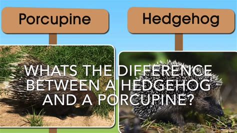 Whats The Difference Between A Porcupine And Hedgehog