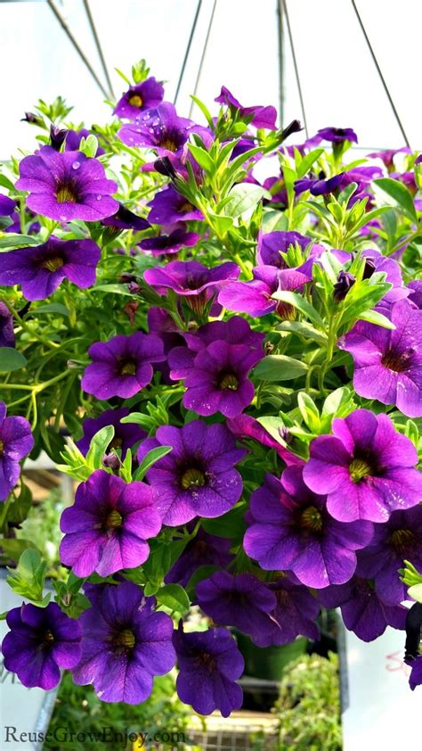 The trailing habit makes this a good choice for hanging baskets and containers. Top 8 Plants for Hanging Baskets - Reuse Grow Enjoy