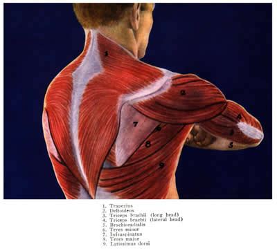 The levator scapulae is located at the back and side of the neck. Shoulder Muscles