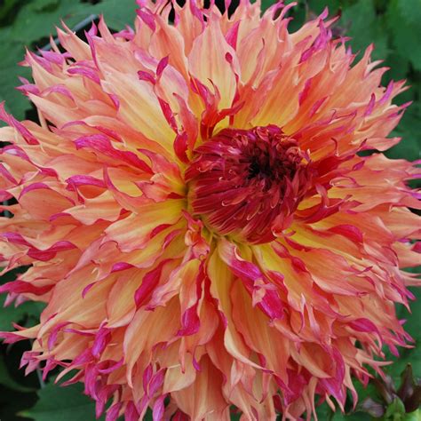 Hitta stockbilder i hd på alfred grille semi cactus dahlia flower och miljontals andra royaltyfria stockbilder, illustrationer och vektorer i shutterstocks samling. Dahlia 'Myrtle's Folly' - Rose Cottage Plants