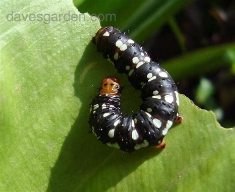 Insect And Spider Identification Black Caterpillar With White Dots On