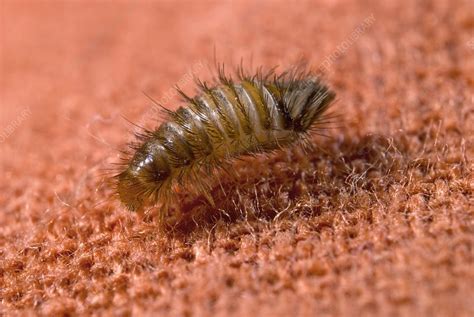 Varied Carpet Beetle Larva Stock Image C0149729 Science Photo