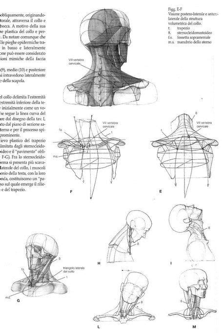 Aesthetic Sharer Zhr On Twitter Human Anatomy Drawing Anatomy