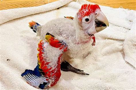 Scarlet Macaw Chick