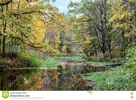 Yellow Leaves Beautiful Autumn Forest Reflected In The Calm Water Of