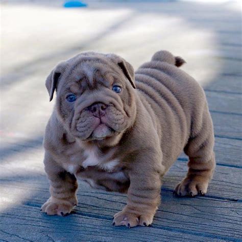 Euro puppy mini english bulldogs. The 25+ best Blue english bulldogs ideas on Pinterest ...