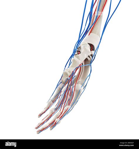 Blood Vessels Of The Hand Illustration Stock Photo Alamy