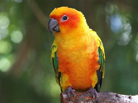 Conure Parrot Breed Information Temperament Care Uk Pets