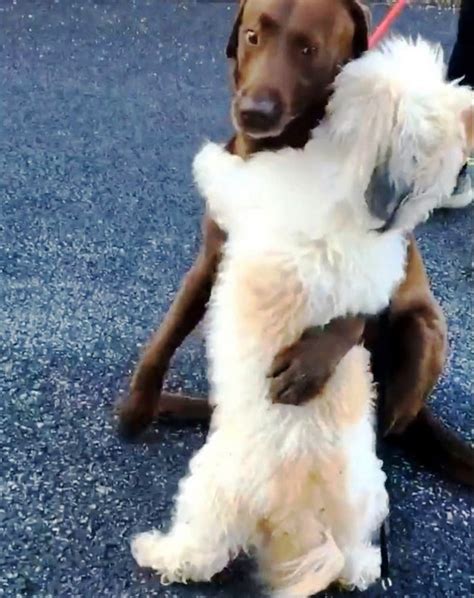 Two Dogs Hug Each Other Tight After Being Separated During The